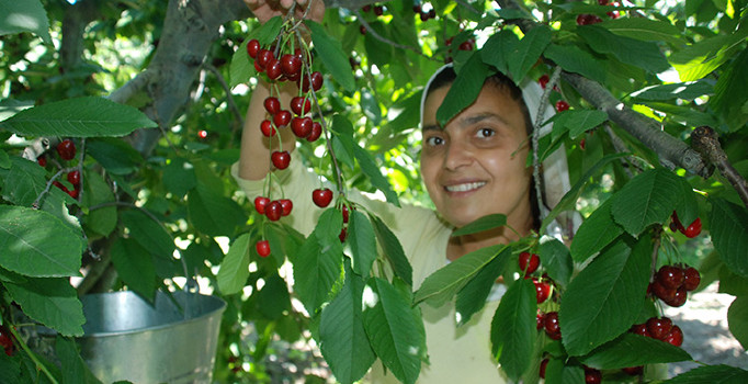 Kiraz bahçede 1, tezgahta 15 lira