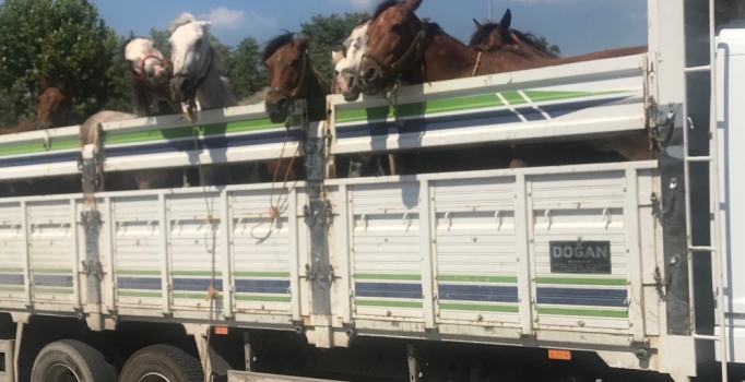 Faytoncular, hayvanseverlere saldırdı