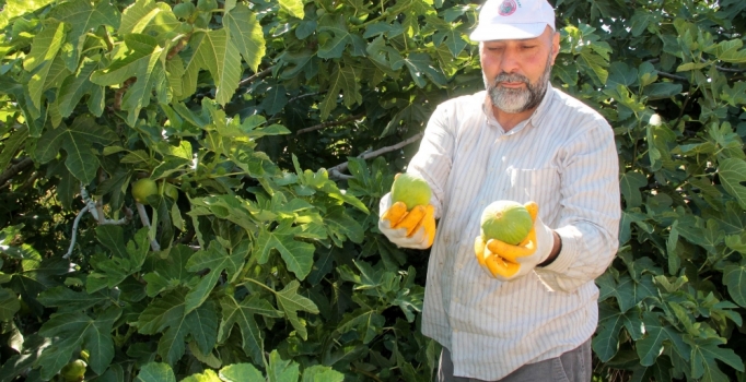 Yediveren incirinde ilk hasat