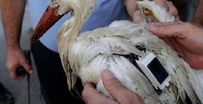 Bilimsel araştırma için verici takılan leyleği soydular