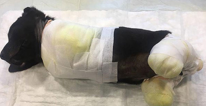 Köpeğin ayaklarını kesip ormana attılar