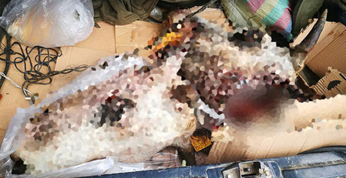 Çanakkale'de vahşet! Gebe ineklerin başlarını kesip, yavrularını çaldılar