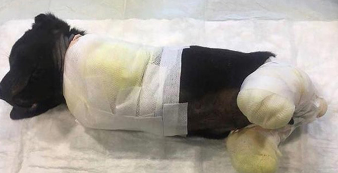 Bacakları kesilen yavru köpek kurtarılamadı