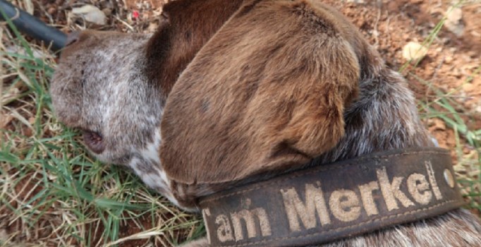 Yunanistan'da bir köpeğe Merkel ismi verildi