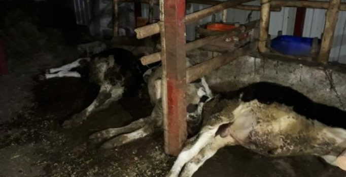 Çiftliğe yıldırım düştü! 8 büyükbaş hayvan telef oldu