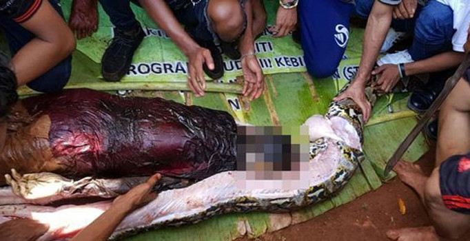 Kimse inanamadı! Yılan kadını yuttu