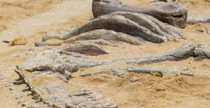 Meksika'da yeni dinozor türü keşfedildi