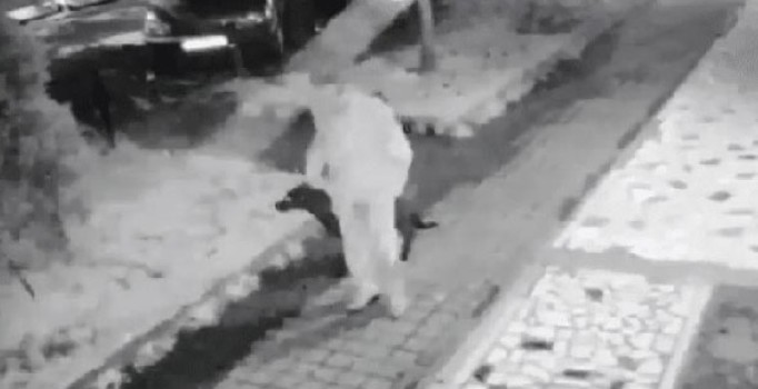 Hayvana şiddette bir sapkın olay da Kadıköy'den! Parkta tecavüz edip sakat bıraktı