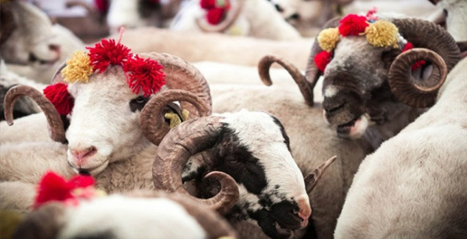 Vekaletle kurban kestirme ne kadar?  Mirasımız Derneği vekaletle kurban kestirme fiyatları 2018