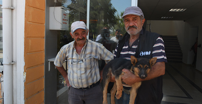 Yaralı köpek için seferber oldular | Tokat haberleri