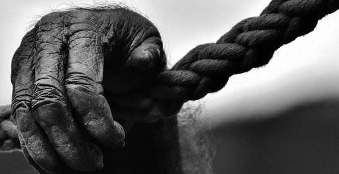 İşaret diliyle konuşan goril Koko öldü