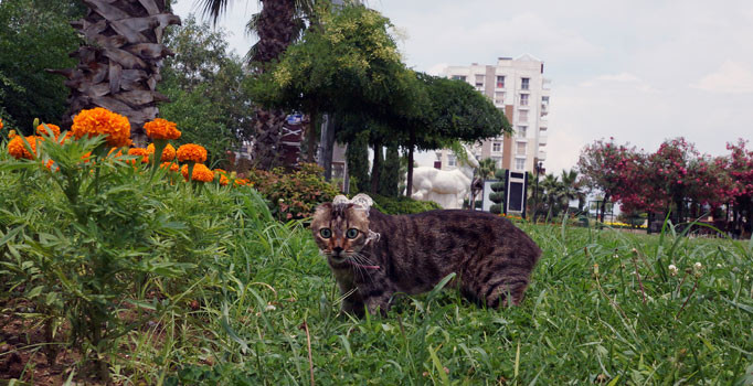 'Şifa Boncuk' yeniden yürümeye başladı