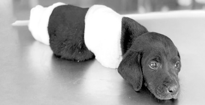 Bacakları kesilen yavru köpeği tedavi eden veteriner ısrarlı: İnsan yapmış