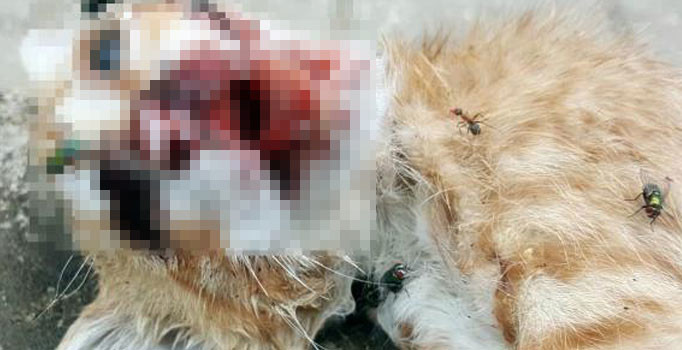 İzmir'de sahipli kedi vahşice öldürüldü