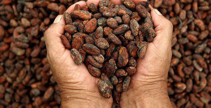 Kakaonun getirisi, gram altını geride bıraktı