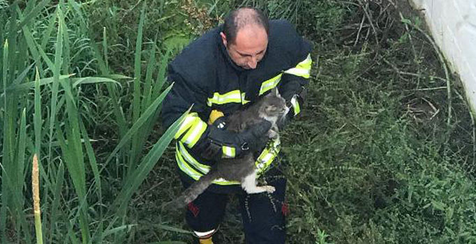 Dört kediyi çuvala koyup dereye attılar