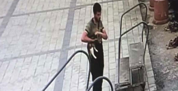Üsküdar'da kedi vahşeti