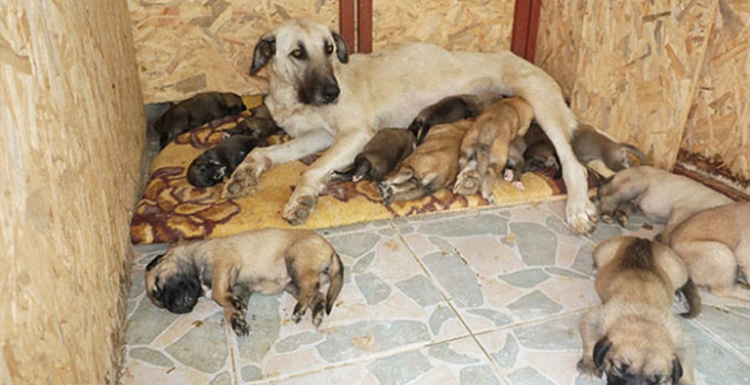 15 yavruya annelik yapan Leydi yardım bekliyor