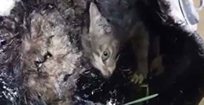 Vicdansızlık! Kedileri zift kovasına attılar