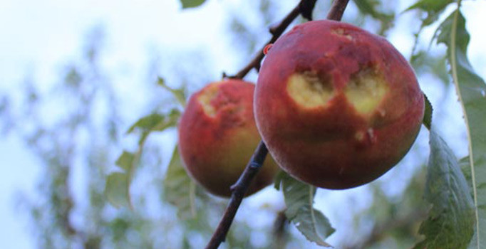 Bilecik'te dolu en çok çiftçiyi vurdu