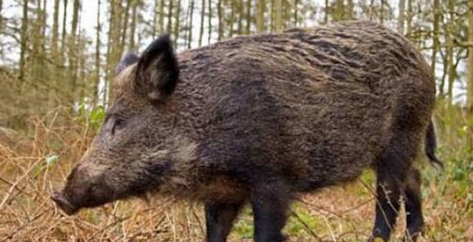 Oy pusulasına domuz sorununu yazan seçmene başkandan cevap