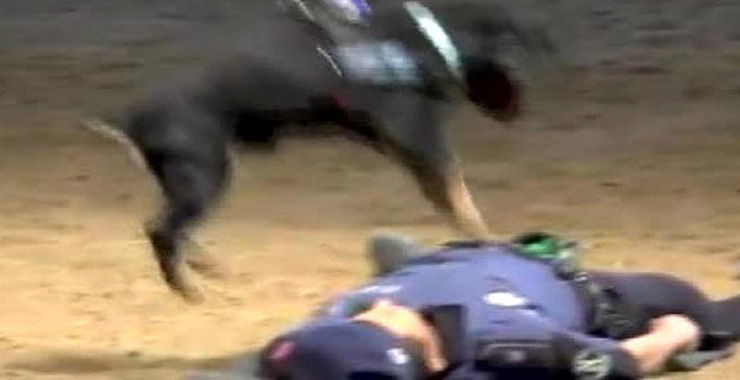 Kalp masajı yapan köpek gönülleri fethetti