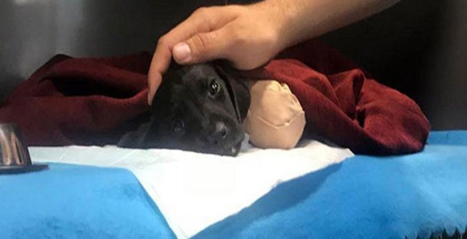 Yavru köpek vahşetinde yeni gelişme: Kepçe operatörü serbest