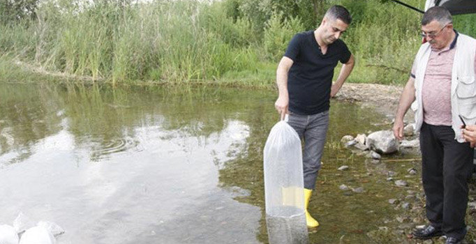 Bakanlık özel tesislerde yetiştiriyor! 45 bin sazan göle bırakıldı