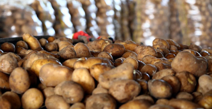 Patates ve soğandaki ateş sönüyor: 2 liraya kadar düştü