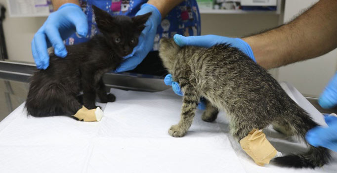 Birer ayakları kesilmiş kedi yavruları bulundu