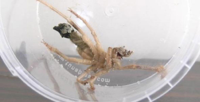 Kayseri'de sarıkız örümceği paniği! Önce Bodrum, sonra Kayseri