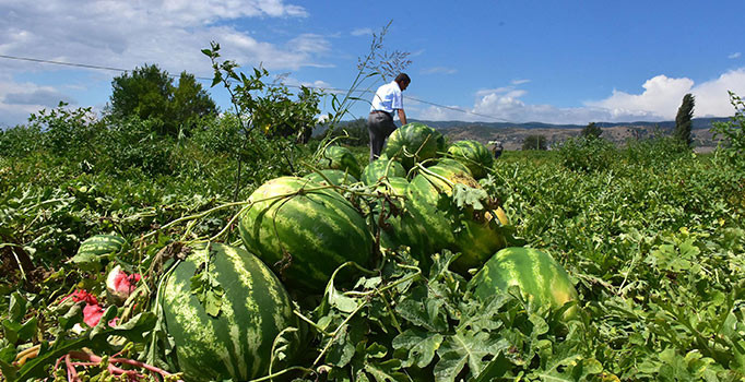 Serin hava karpuz fiyatlarını vurdu