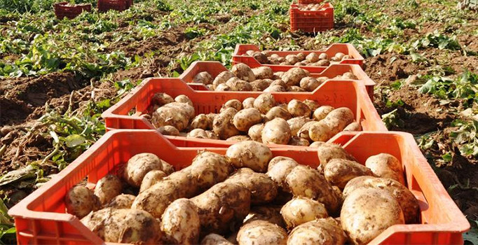 Bakan Fakıbaba: Patates fiyatları haftaya normale döncecek