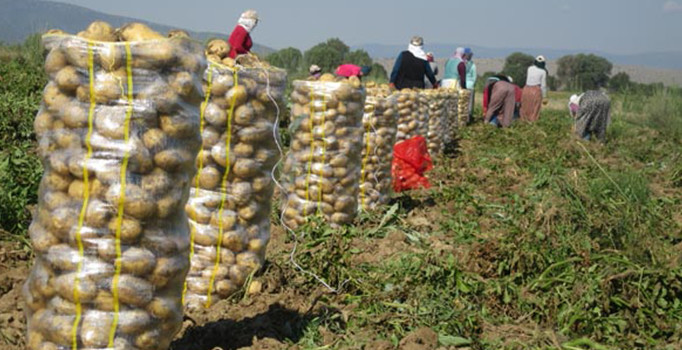 Patates sökümü başladı, fiyatlar düşecek