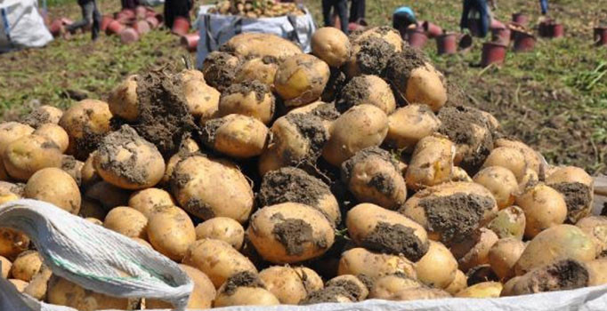 Bursa'da hasat başladı, patates tarlada 2 lira
