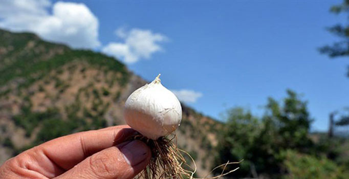 Tunceli sarımsağını koparana 48 bin 600 lira ceza