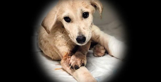 Mardin'de yavru köpeği av tüfeğiyle vuran cani yakalandı