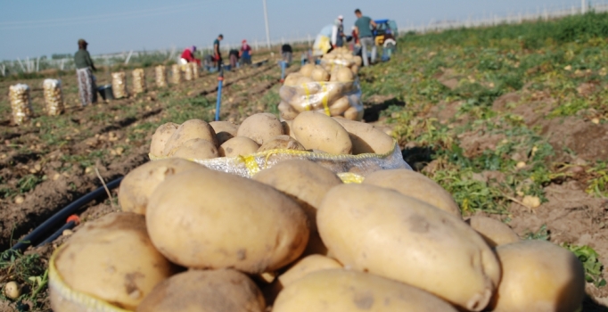 Niğde'de turfanda patates hasadı başladı