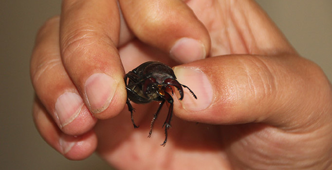 Japonlar bu böceğe 150 bin dolar veriyor