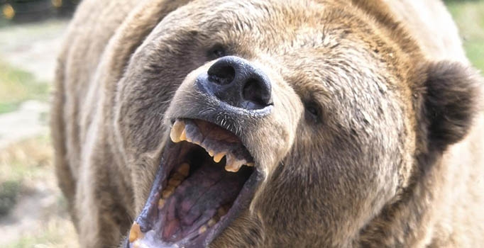 Kars’ta ayı saldırısına uğrayan kişi öldü