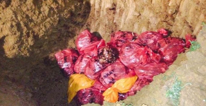 Kuş gribi virüsü şimdi de Gebze’de ortaya çıktı