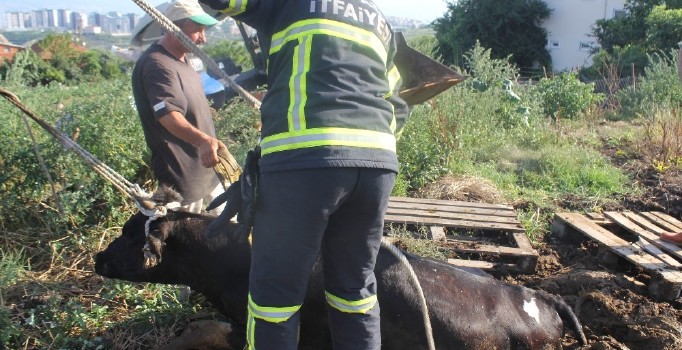 Sahibinden kaçan kurbanlık inek gübre yığınına saplandı
