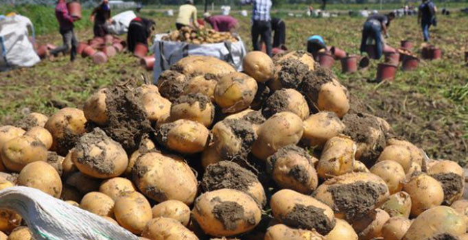 Patatesten kötü haber: Hastalık vurdu