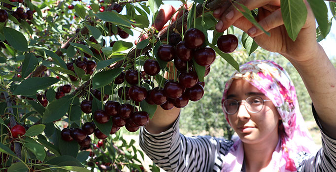 Vişne, toplayana 70, üreticisine 35 lira kazandırıyor