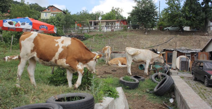 Kocaeli’de Kurban Bayramı öncesi şarbon paniği
