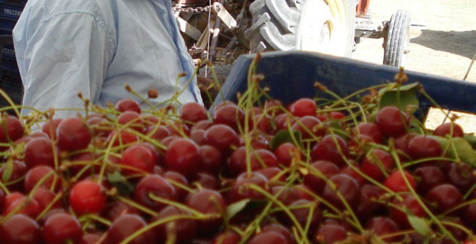 Üreticiyi, kirazdan sonra vişne de üzdü