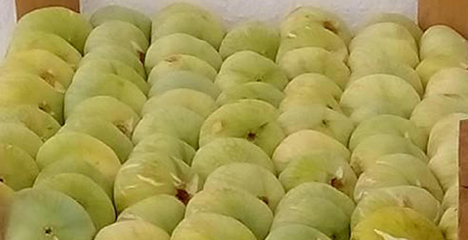 İncirde 5 bin ton rekolte bekleniyor