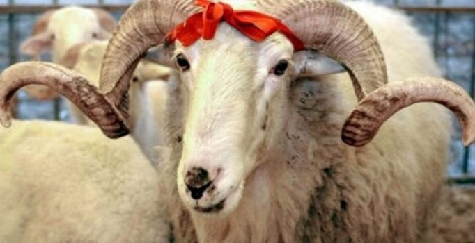 Cumhurbaşkanlığı kararnamesi ile Diyanet'e 'kurban' görevi