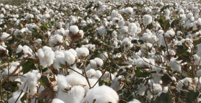 Adana Ticaret Borsası pamuk fiyatını açıkladı