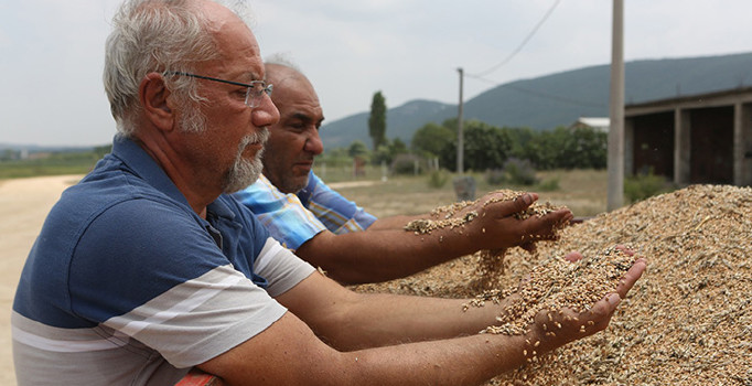 Nilüfer’de ekolojik buğdayda ilk hasat yapıldı